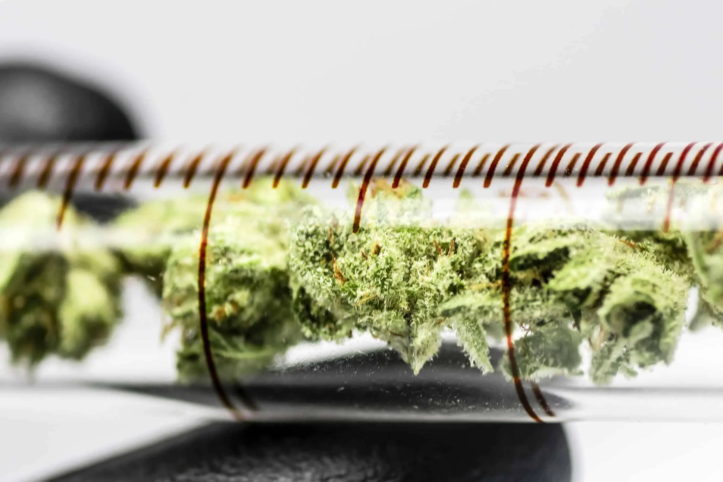 You are currently viewing How to Identify High-Quality Cannabis Distillates in a Lab Setting