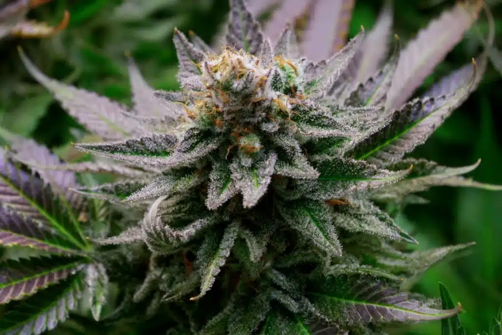 What Are Terpenes in Cannabis?