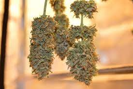 What is Cannabis?