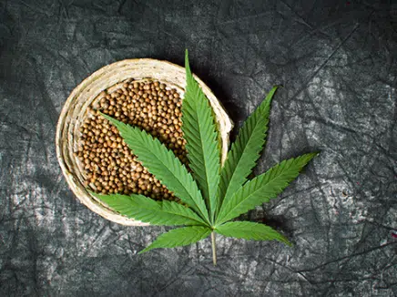 What is Hemp?