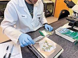 Why In-House Testing Matters in Cannabis Processing Labs