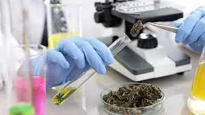 Why Lab Testing for Cannabis Distillates Is Crucial