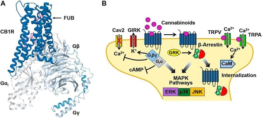 How Do Minor Cannabinoids Work