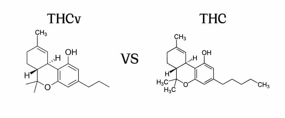 THC vs. THCV: Key Differences