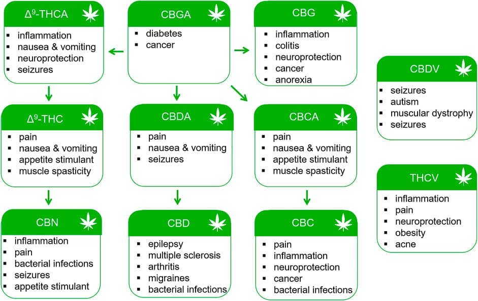 Types of Minor Cannabinoids and Their Potential Benefits