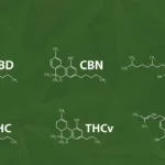 What Are Minor Cannabinoids? Everything You Need to Know About Their Role in Cannabis