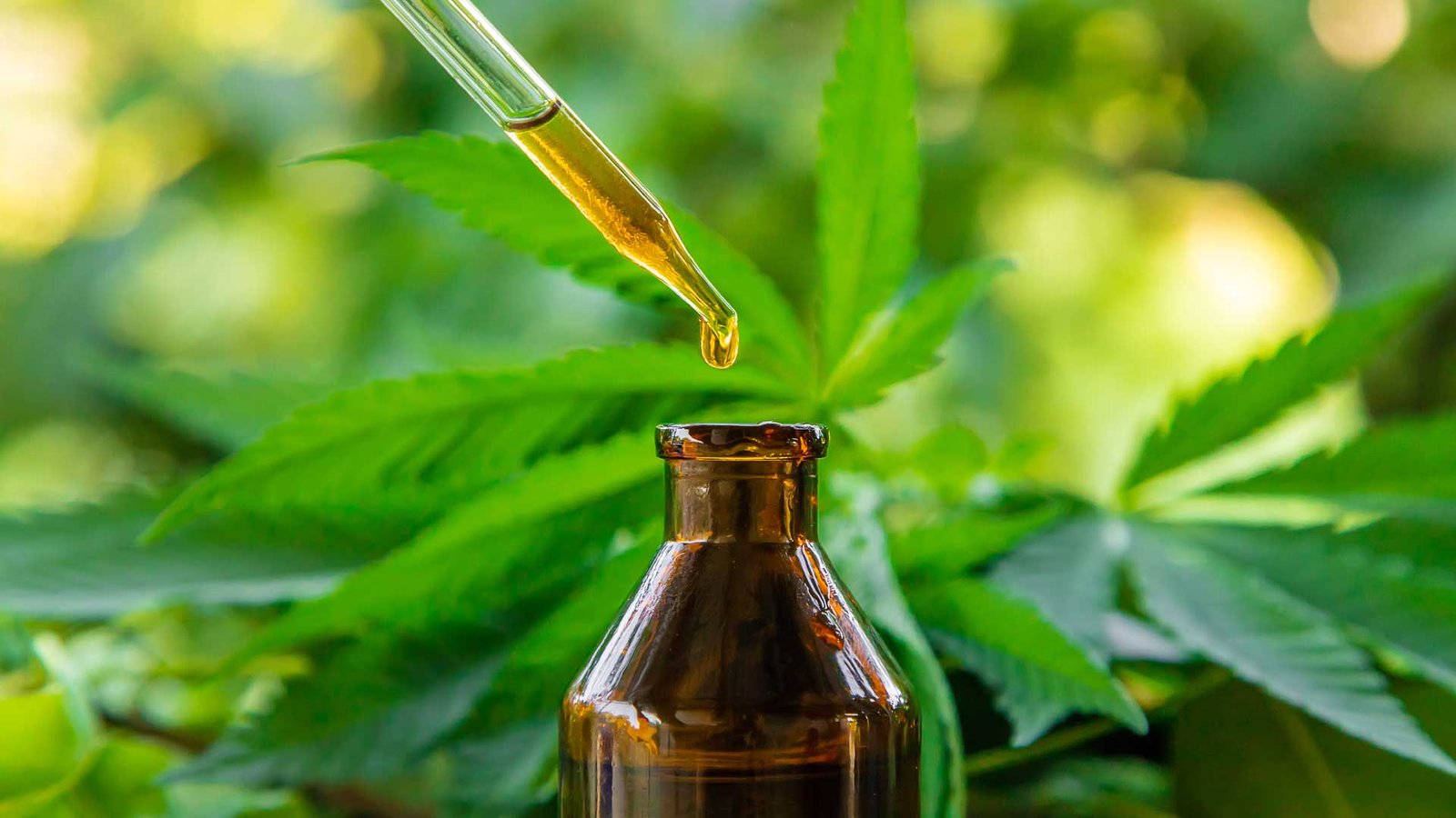 You are currently viewing What Is RSO Oil? A Complete Guide to Benefits, Uses, and Process