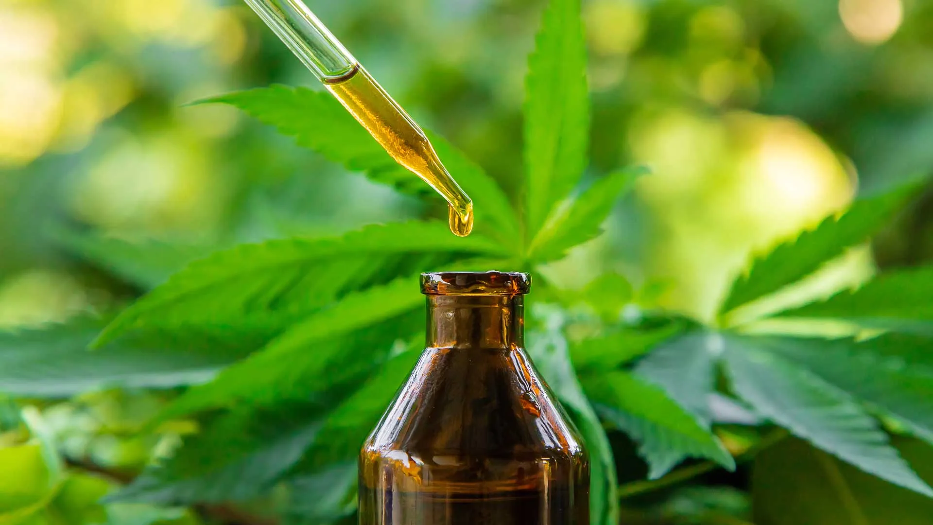 You are currently viewing What Is RSO Oil? A Complete Guide to Benefits, Uses, and Process