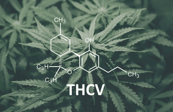 What is THCV?