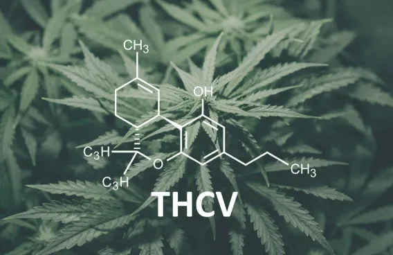 What is THCV?