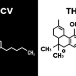 THCV vs THC: What’s the Difference?