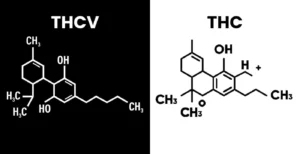 Read more about the article THCV vs THC: What’s the Difference?