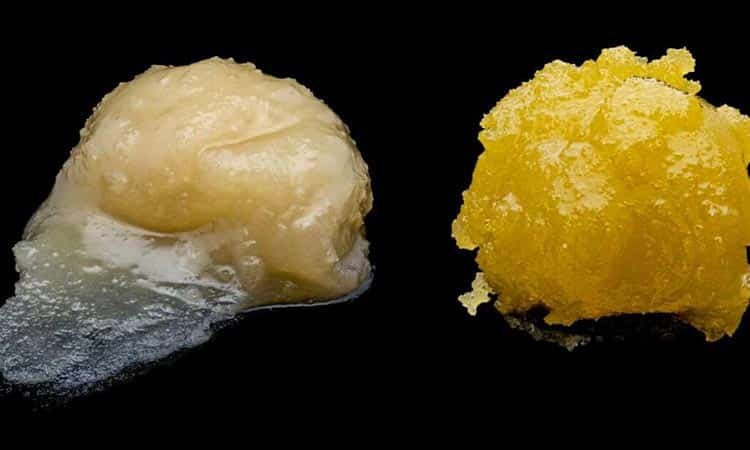 Key Differences Between Hash Rosin and Live Resin