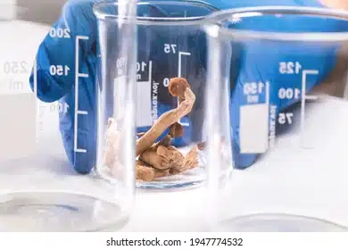 Equipment Used in Psilocybin