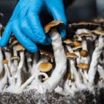 Psilocybin Extraction 101: Methods, Techniques, and Equipment Explained