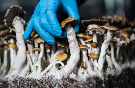 You are currently viewing Psilocybin Extraction 101: Methods, Techniques, and Equipment Explained