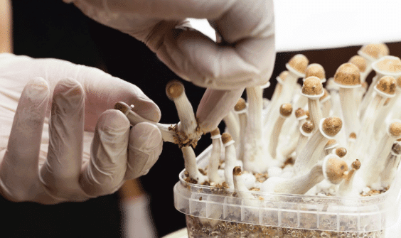 What Is Psilocybin and Why It's Being Researched