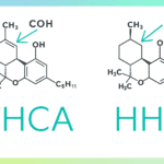 HHC vs THCA