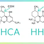 HHC vs THCA