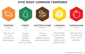 Common Terpenes Found in Cannabis & Hemp