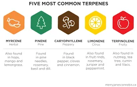 Common Terpenes Found in Cannabis & Hemp