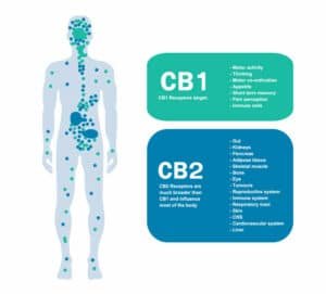How CBC and CBG Work in the Body