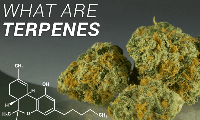 What Are Terpenes?
