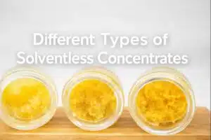 Read more about the article Different Types of Solventless Concentrates