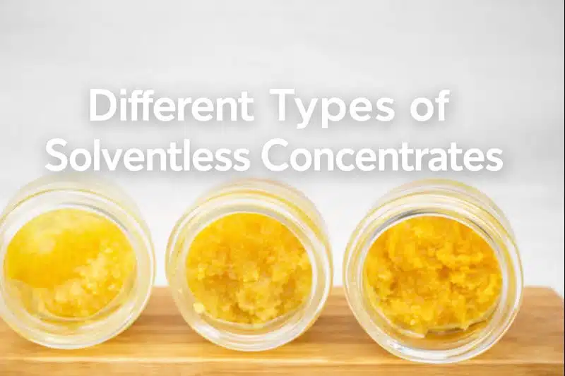 You are currently viewing Different Types of Solventless Concentrates