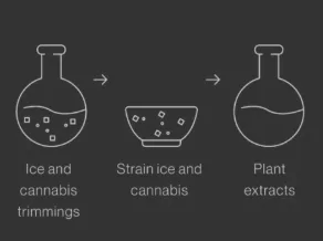 Solventless Cannabis Extraction Methods Used in the Process