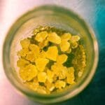 What Are Solventless Concentrates?