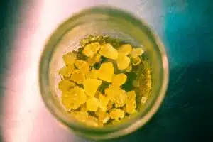 Read more about the article What Are Solventless Concentrates?