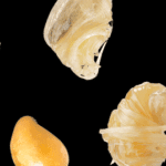 What is Solventless Live Rosin?