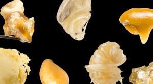 Read more about the article What is Solventless Live Rosin?