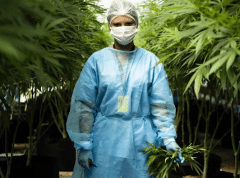 You are currently viewing Safety in BHO Extraction