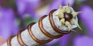 Twaxing or Flower Enhancement