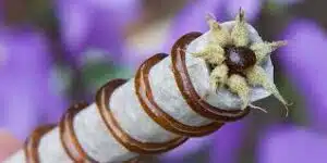 Twaxing or Flower Enhancement