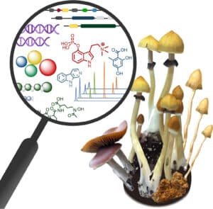 Read more about the article How Ethanol Is Used in Psilocybin Extraction