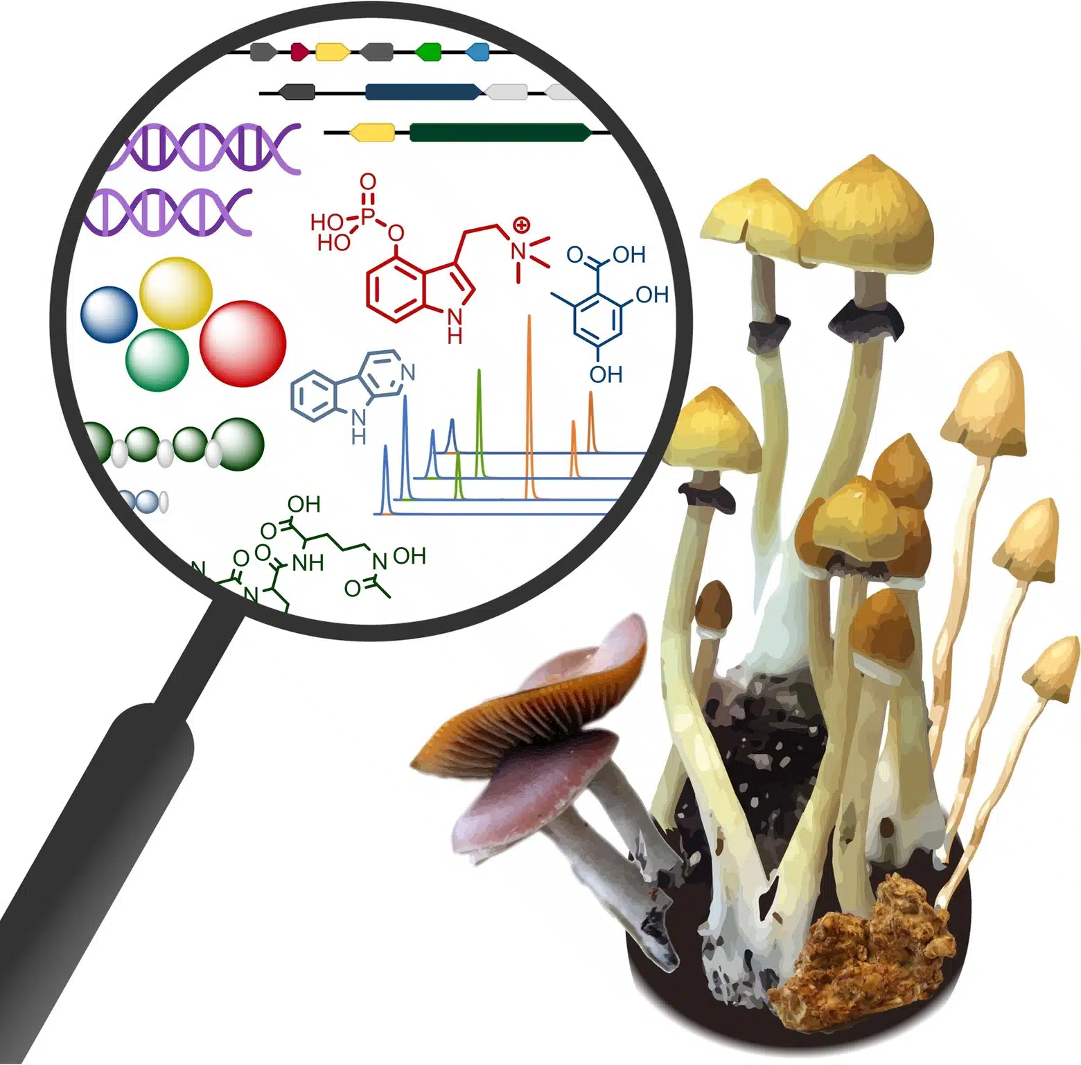 Read more about the article How Ethanol Is Used in Psilocybin Extraction
