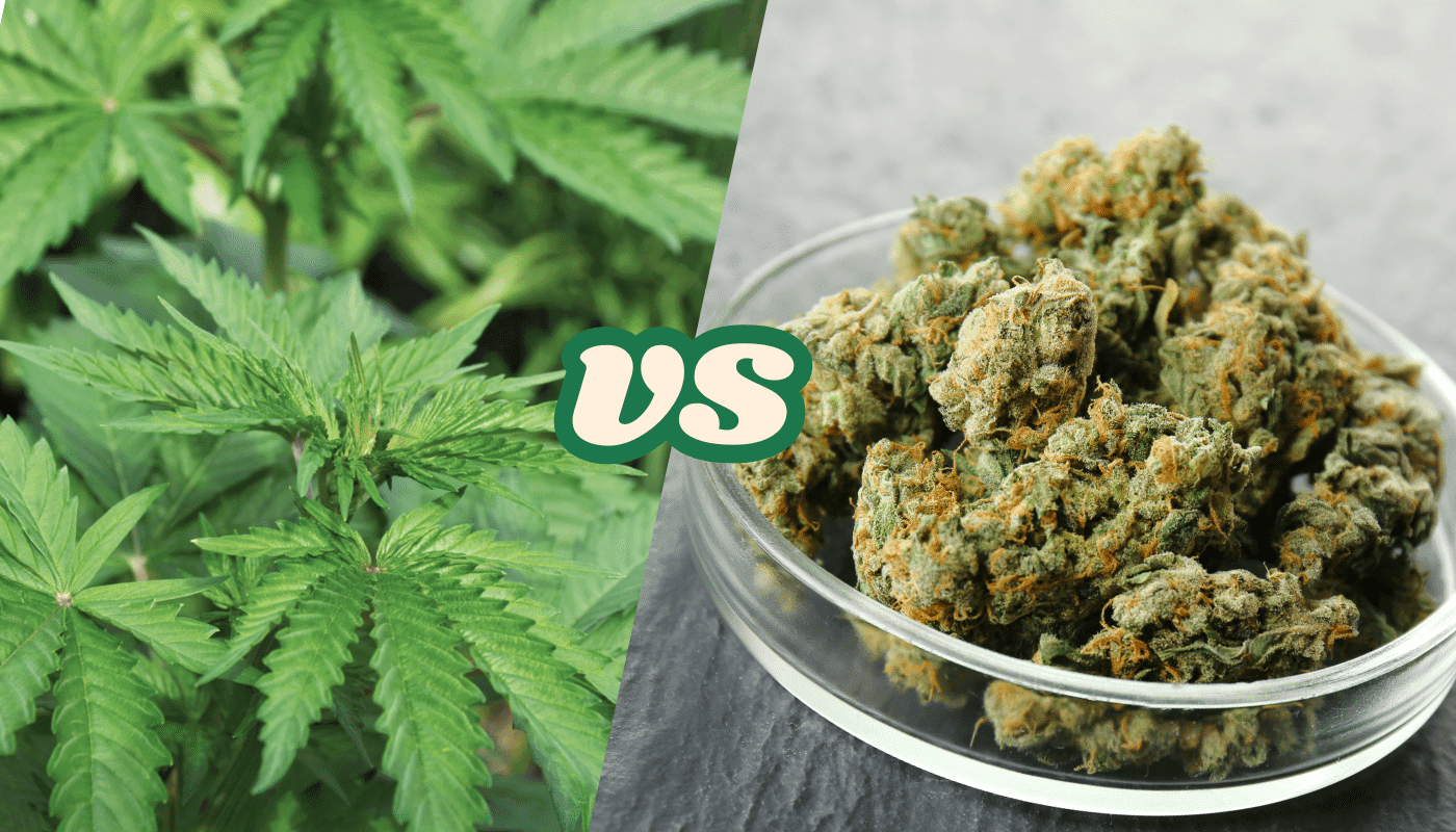 Read more about the article Hemp vs Cannabis: What’s the Difference?