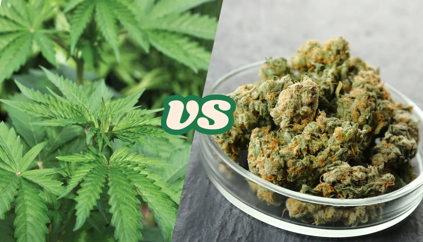 You are currently viewing Hemp vs Cannabis: What’s the Difference?