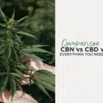 CBN vs CBD vs CBG: What’s the Difference and Which One Do You Actually Need?