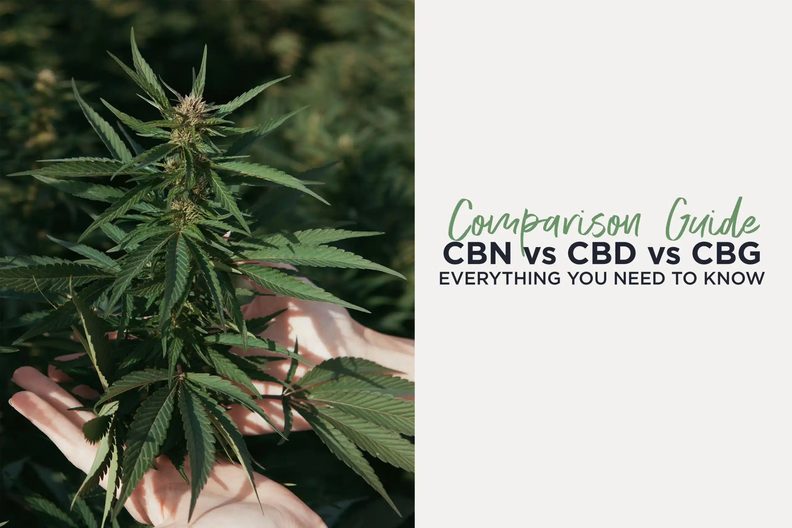 You are currently viewing CBN vs CBD vs CBG: What’s the Difference and Which One Do You Actually Need?