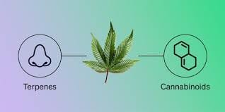 Cannabinoids vs Terpenes: What’s the Difference?