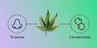 Cannabinoids vs Terpenes: What’s the Difference?