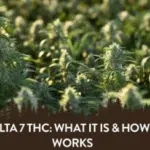 Delta 7 THC – A Guide to What It Is and How It Works