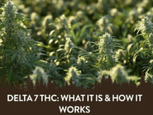 Read more about the article Delta 7 THC – A Guide to What It Is and How It Works