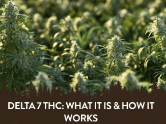You are currently viewing Delta 7 THC – A Guide to What It Is and How It Works