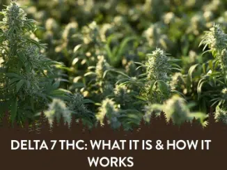 Read more about the article Delta 7 THC – A Guide to What It Is and How It Works