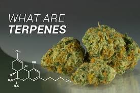 What Are Terpenes